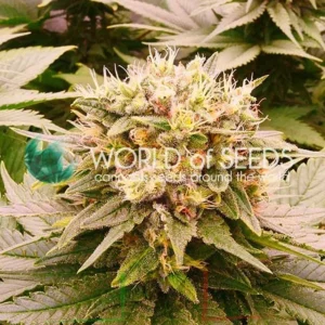 HARLEQUEEN THC FREE