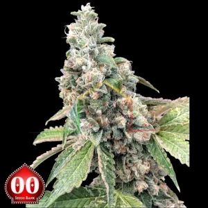 HARLEQUIN CBD