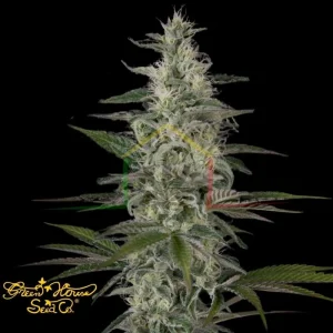 HAWAIIAN SNOW