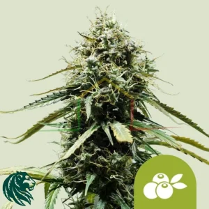 HAZE BERRY AUTOMATIC