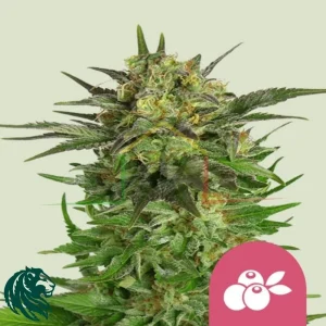 HAZE BERRY