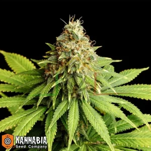 HELLFIRE OG
