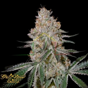 HIGHCLOUDZ