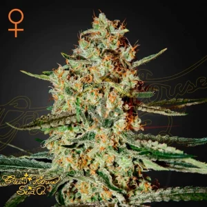 HIMALAYA GOLD
