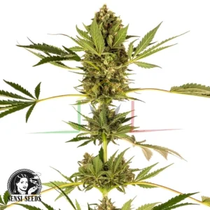 HIMALAYAN CBD