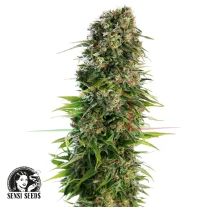 HINDU KUSH AUTO