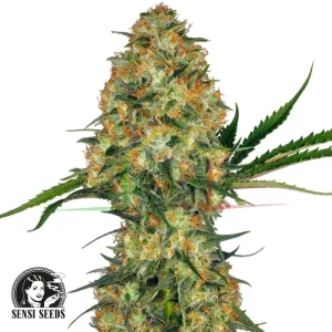 HINDU KUSH – REGULAR