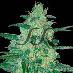 HOLY GRAIL 69
