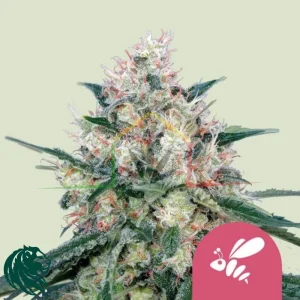 HONEY CREAM FAST FLOWERING