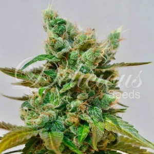 HONEYBELLS