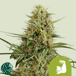 HULKBERRY AUTOMATIC