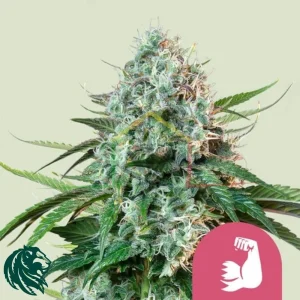 HULKBERRY