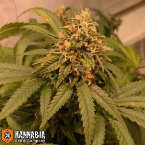INDICA CREAM