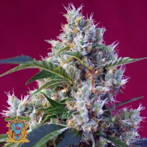 INDIGO BERRY KUSH