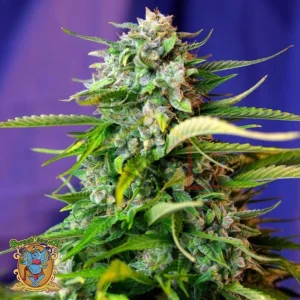 JACK #47 AUTO