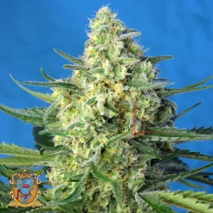 JACK 47 XL AUTO