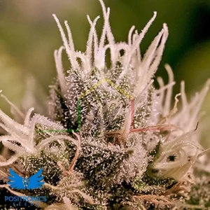 JACK DIESEL AUTO