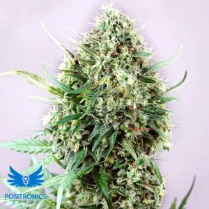 JACK DIESEL