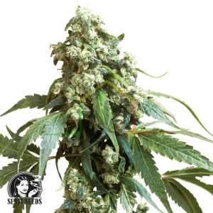 JACK FLASH REGULAR