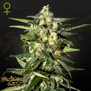 JACK HERER AUTO