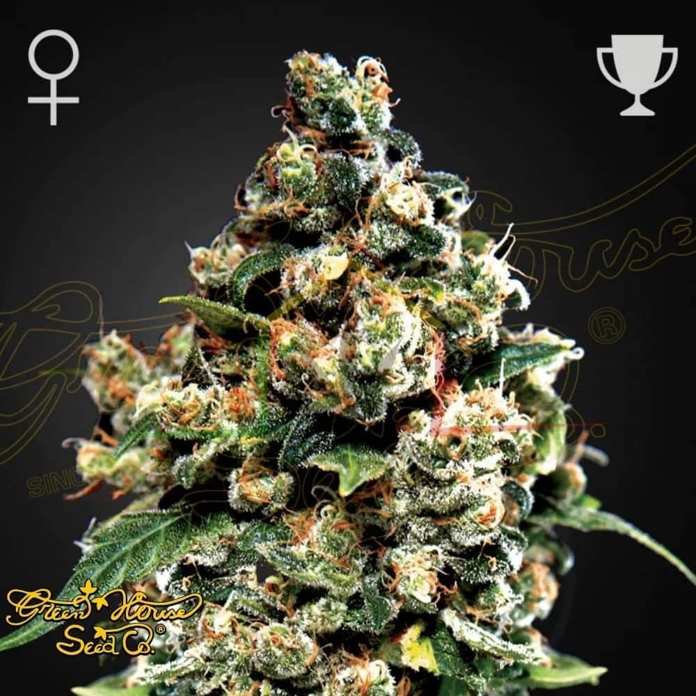 JACK HERER