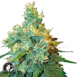 JACK HERER REGULAR