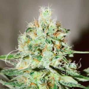 JÄGG KUSH