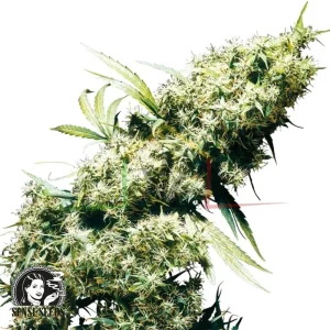 JAMAICAN PEARL REGULAR