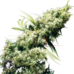 JAMAICAN PEARL