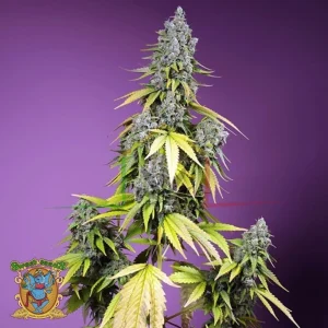 JET FUEL MANDARINE XL AUTO