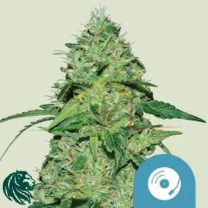 JOANNE’S CBD