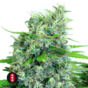 KALIBUBBA REGULAR