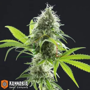 KAMA KUSH CBD