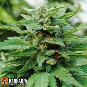 KARIBBEAN MANGO
