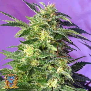 KILLER KUSH AUTO