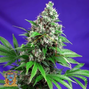 KILLER KUSH F1 FAST VERSION