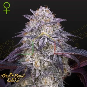 KING’S JUICE AUTO