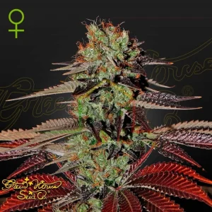 KING’S KUSH AUTO