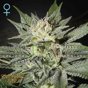 KING’S KUSH CBD