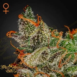 KING’S KUSH