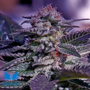 KUSH AUTO