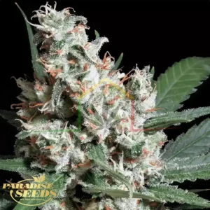 L.A AMNESIA