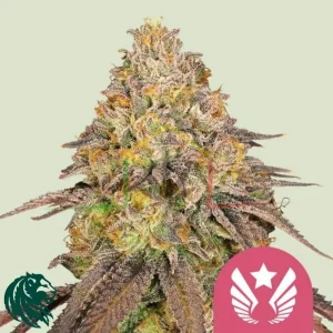 LEGENDARY OG PUNCH