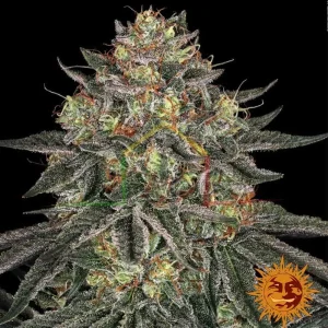 LEMON DRIZZEL