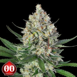 LEMON OG