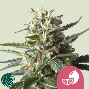 LEMON SHINING SILVER HAZE