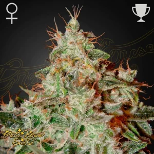 LEMON SKUNK