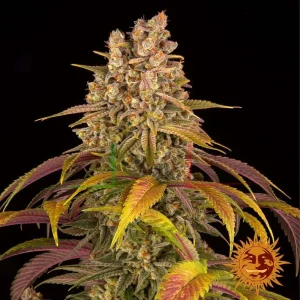 LEMON TREE