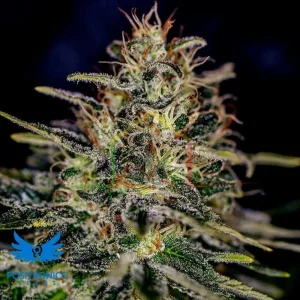LEMON TRIP