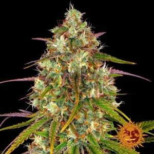 LIBERTY HAZE
